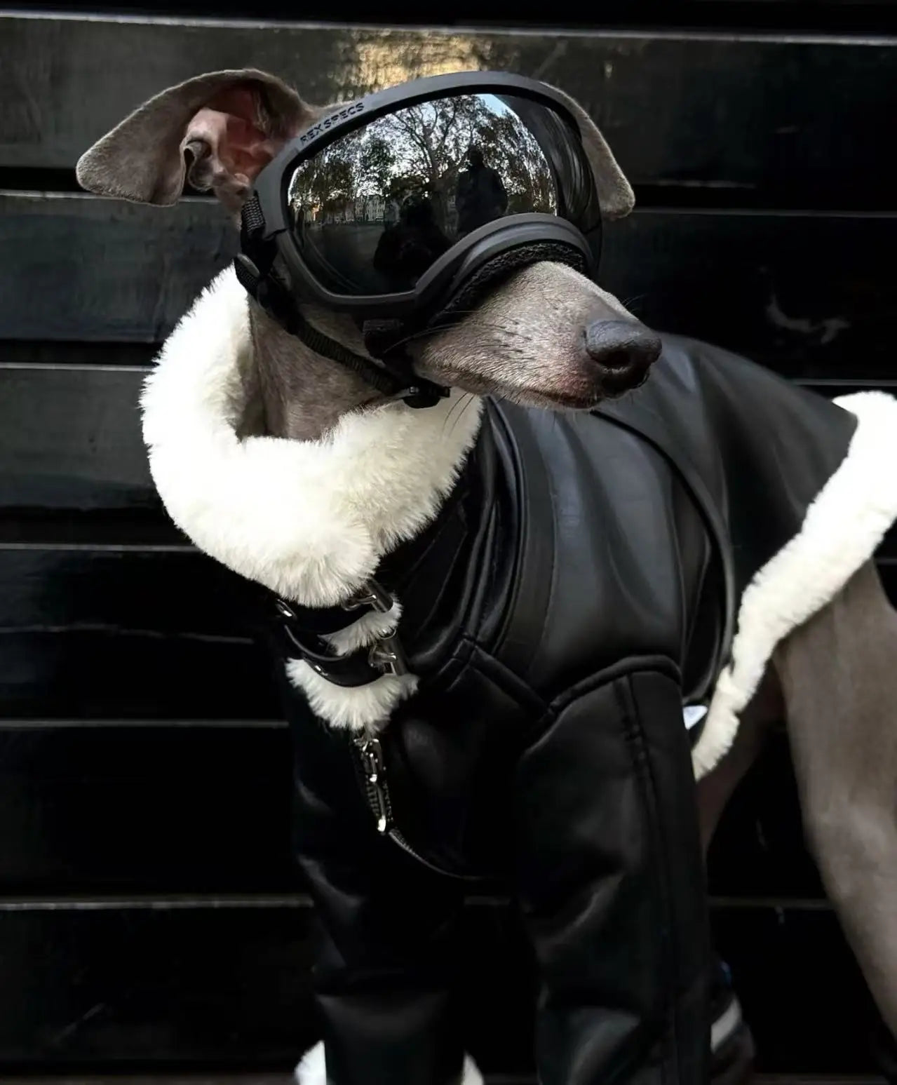 Luxury Leather Whippet Dog Clothes in Winter 4-legged Plush Jacket Windproof Coat Warm Clothing for Italian Greyhound