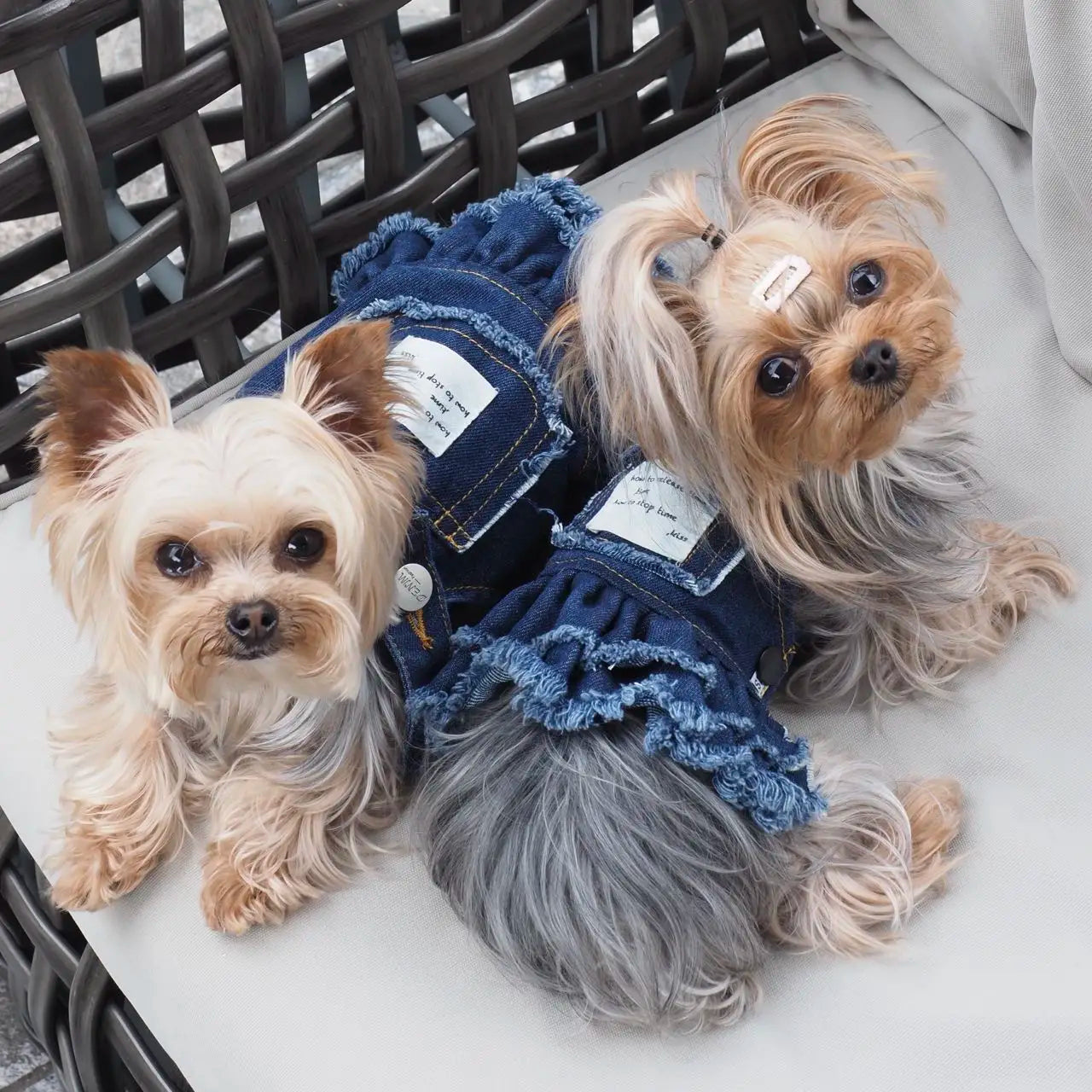 Summer Dog Clothes Denim Jeans with Hat Dog Dress INS Style Small Girl Dog Clothing Couple Pet Outfit Puppy Costume Overalls