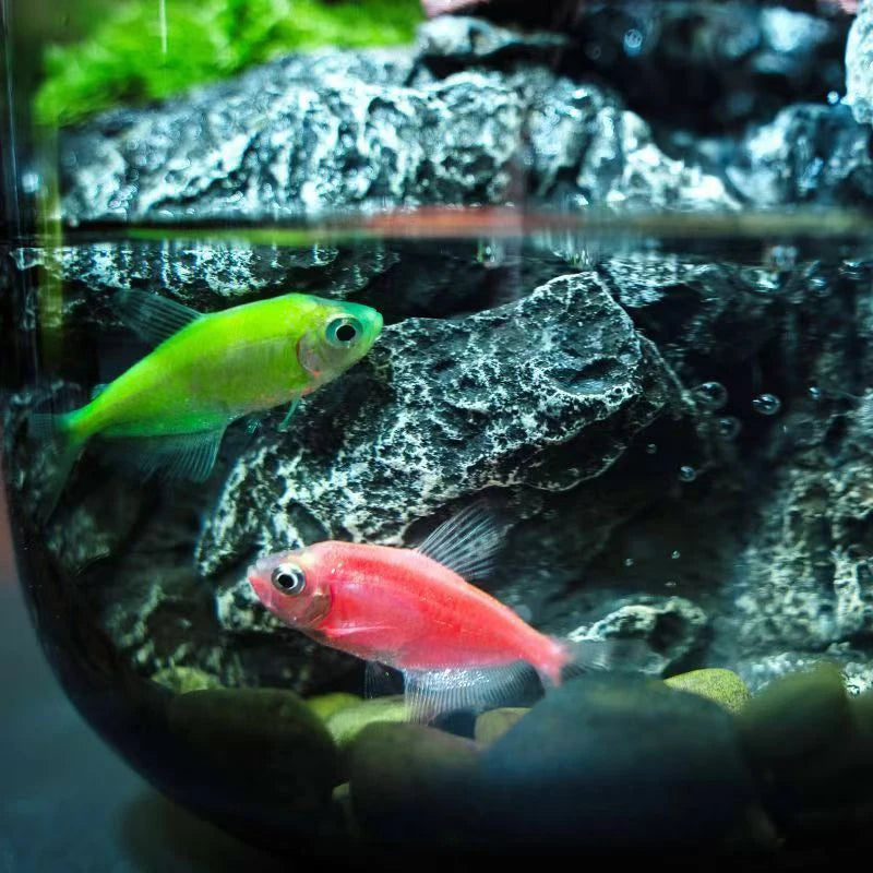 Glass Aquariums Ecological Hydroponics Plant Bottle Small Desktop Decoration Fish Tank Multi-functional Landscape Aquariums