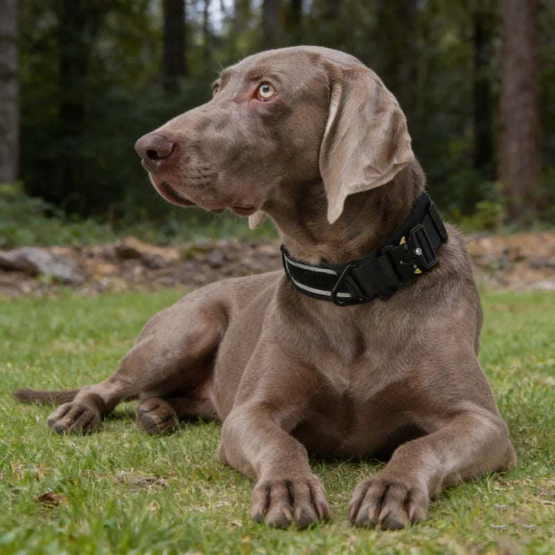 Tactical Dog Collar Adjustable Military Training Nylon Dog Collar with Control Handle and Heavy Metal Buckles for Large Dogs