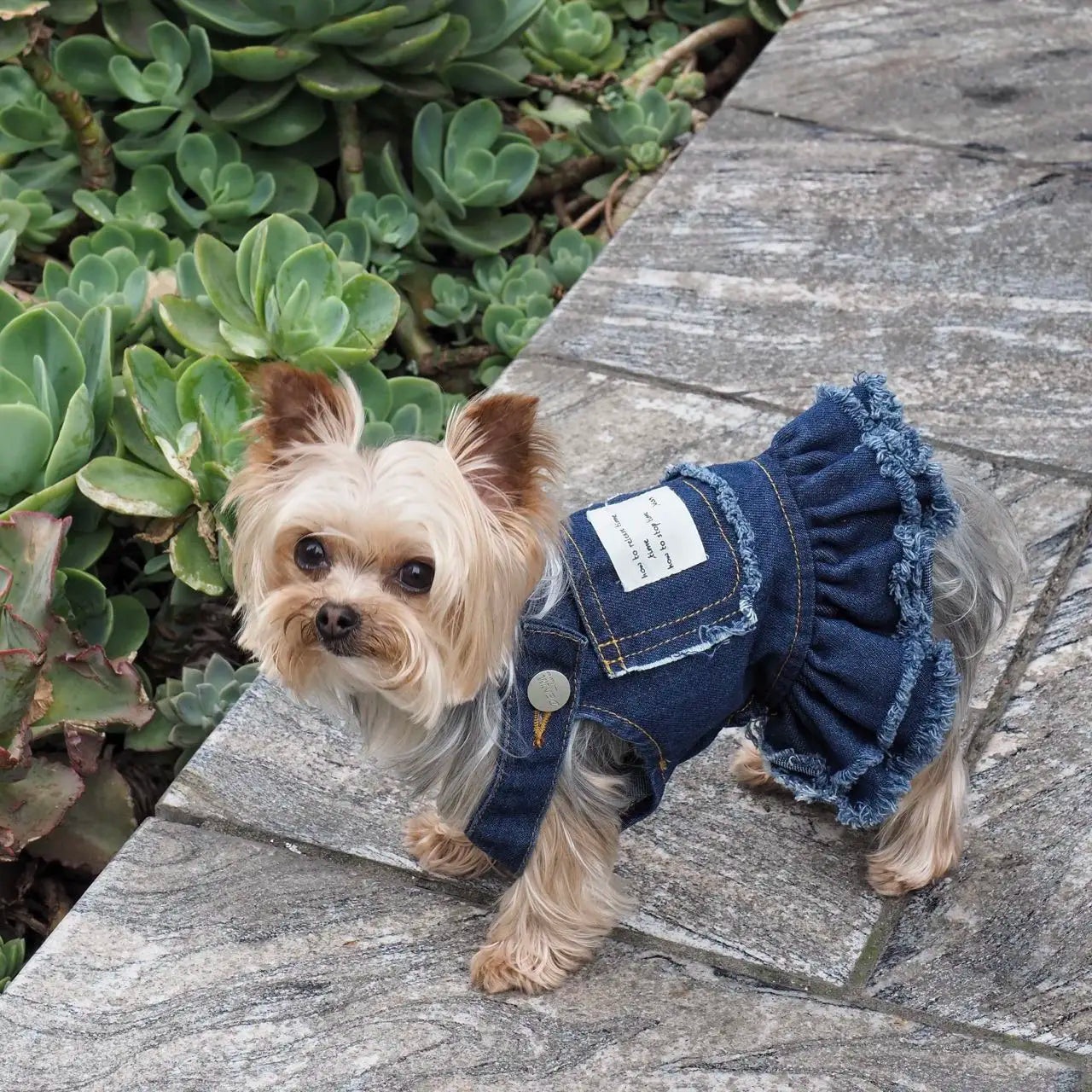 Summer Dog Clothes Denim Jeans with Hat Dog Dress INS Style Small Girl Dog Clothing Couple Pet Outfit Puppy Costume Overalls