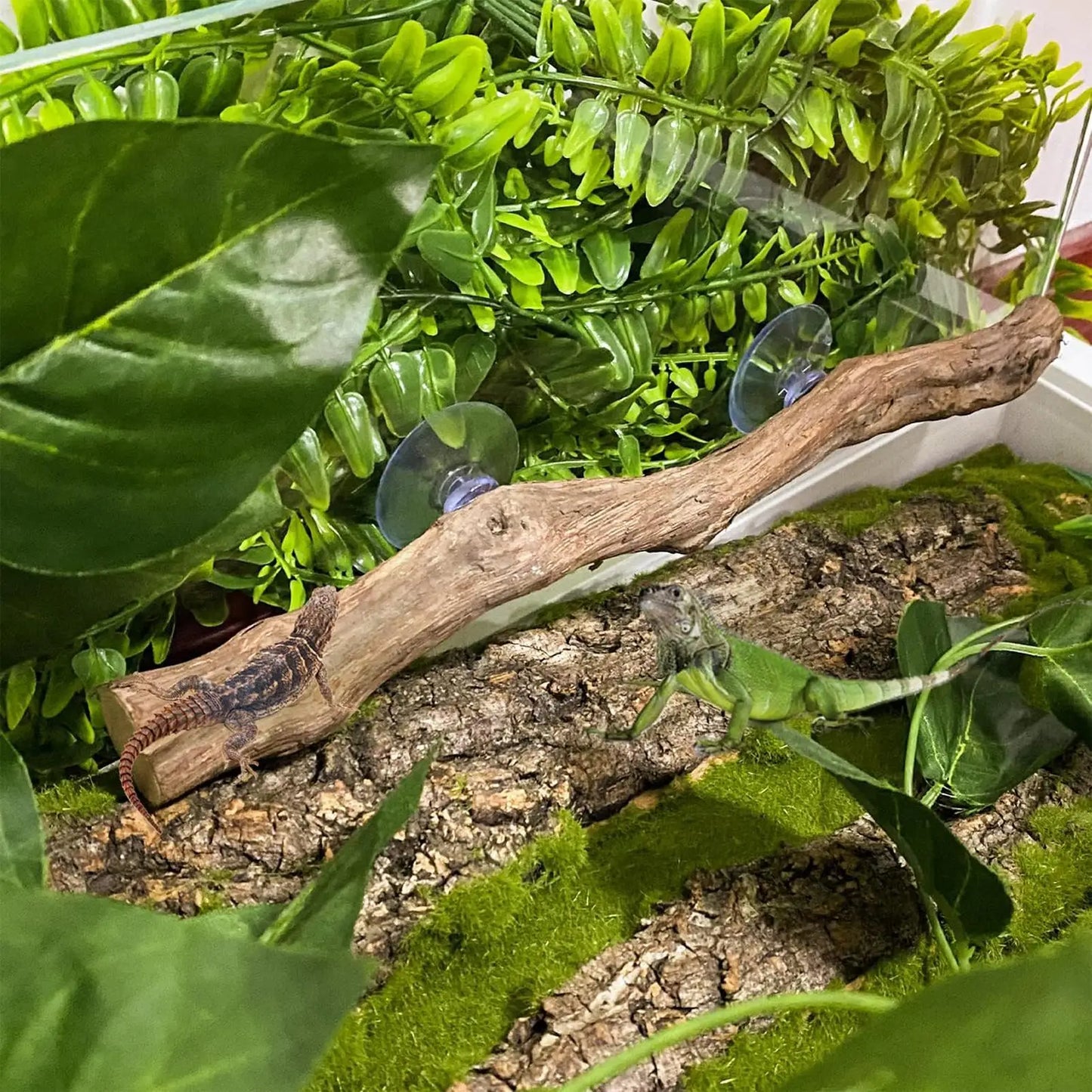 Reptile Branch Unique Bearded Dragon Branch Reptile Decor Wooden Tree Trunk Ornament Habitat Decorations Non-slip Climbing